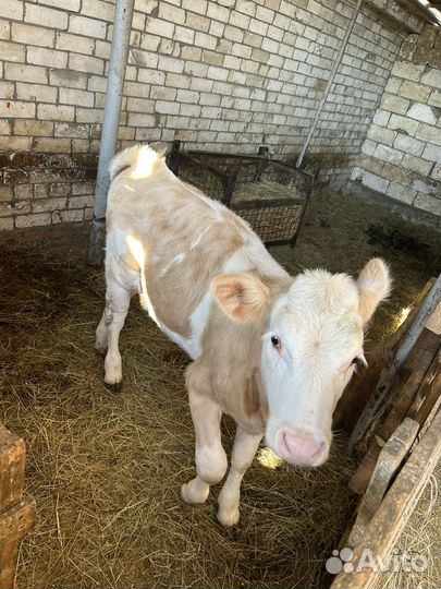 Телка сементал