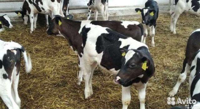 Бычки телята мясные