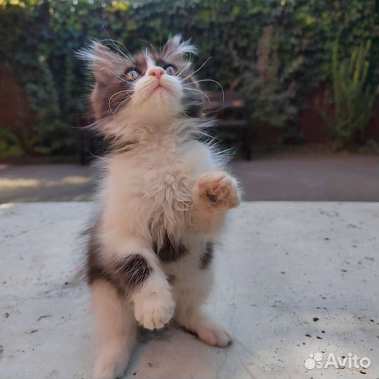 Котёнок