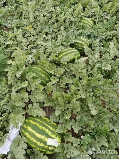 Арбуз оптом