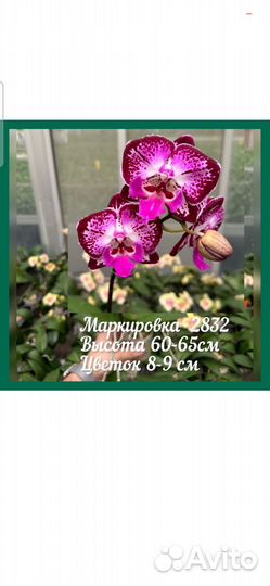 Орхидея фаленопсис