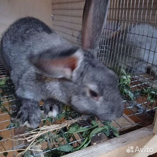 Кролики на племя