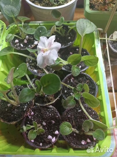 Фиалки наборами