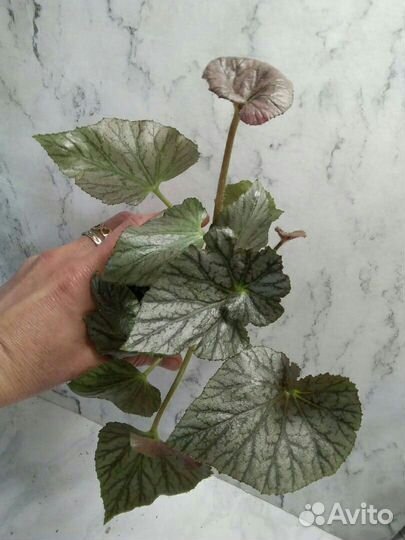 Фиалки,Бегонии и другие