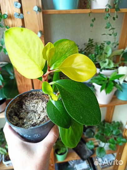 Сциндапсус, пеперомия, мята комн, монстер вар