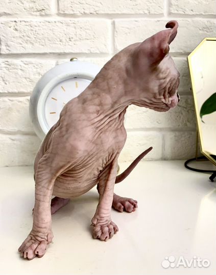 Котенок Эльф