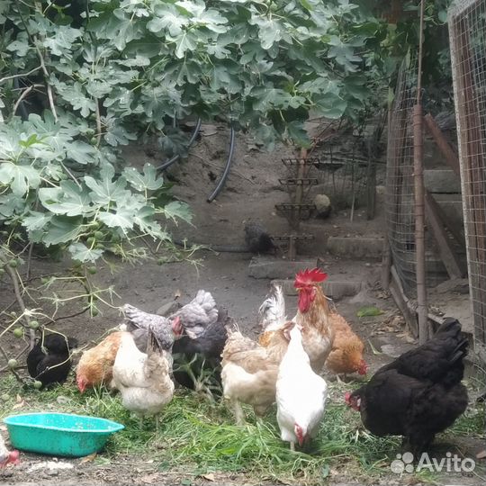 Яйца домашних курочек
