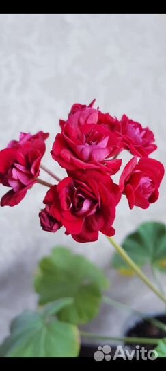 Герань пеларгония розебудная