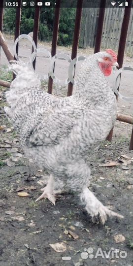 Молодые петухи