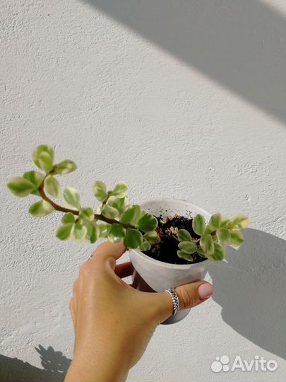 Суккуленты и кактусы