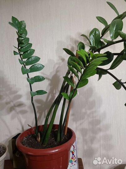 Замиокулькас