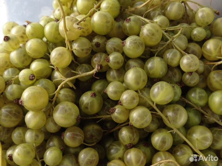 Дуги для парника. Саженцы