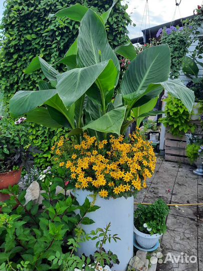 Вегетативная петуния, многолетники