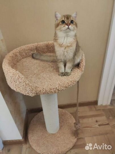 Когтеточка, домик для кошки