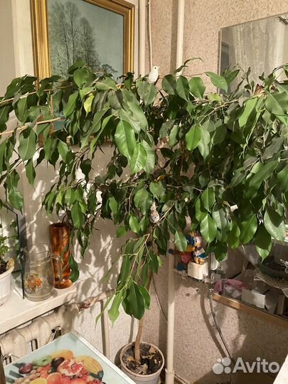 Фикус бенджамина