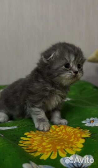 Шотландские котята