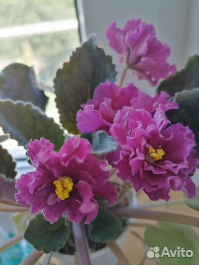 Фиалки сортовые