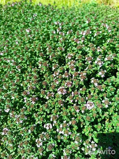 Душистые и пряные травы