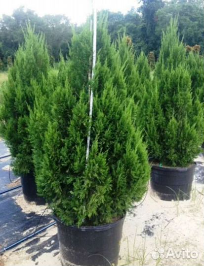 Можжевельник спартан