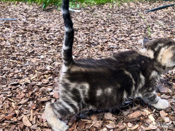 Котята крысоловы