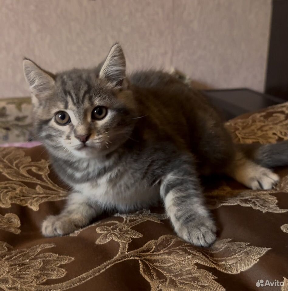 Котёнок в добрые руки, Краснодар
