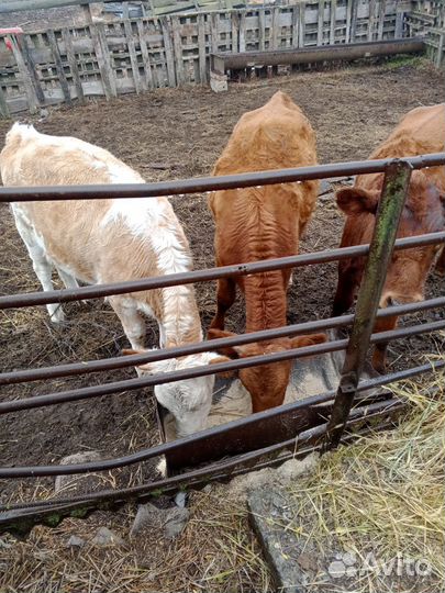 Телочки 6 месяцев