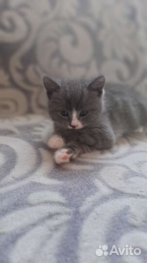 Подарю котят