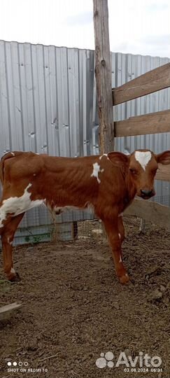 Теленок бычок