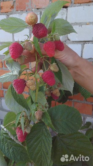 Саженцы малины, смородины, крыжовника, ежевики