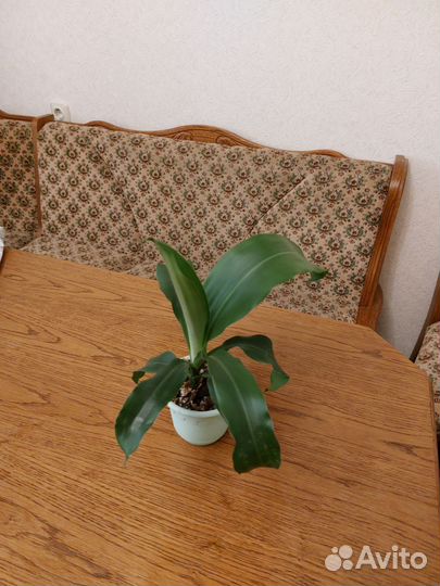 Пальма Юкка