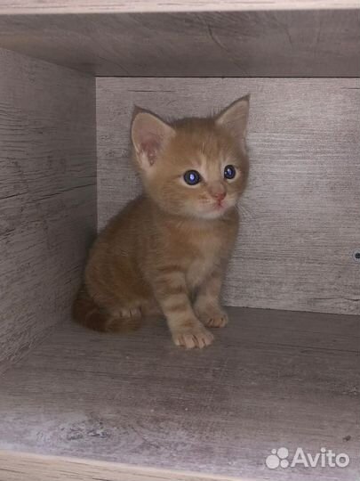 Котёнок