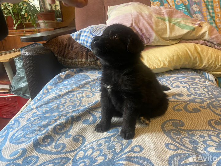 Отдам щенка (девочка) в хорошие руки