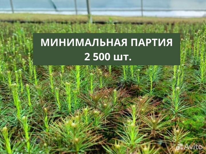 Сеянцы сосны зкс от производителя