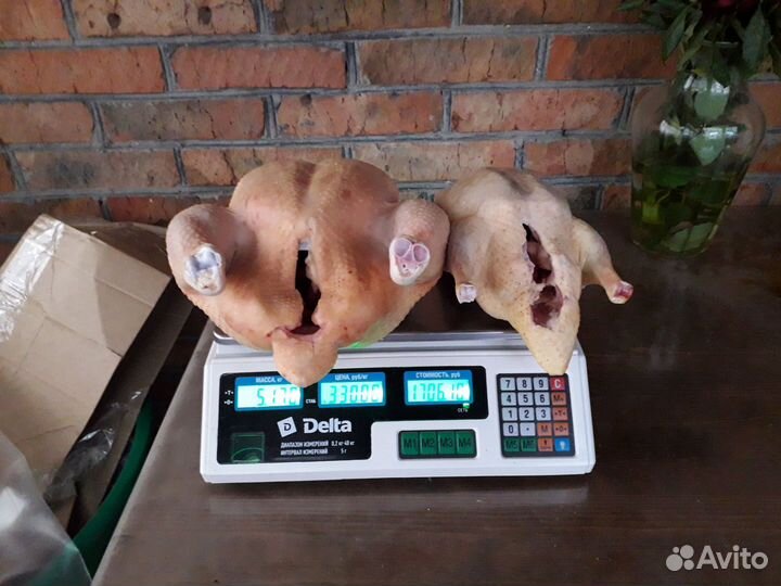 Индоутка и бролер