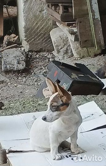 Собака в добрые руки щенок