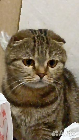 Шотландская кошка