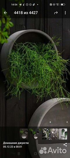 Хатиора суккулент