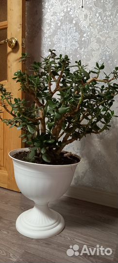 Продам 2 денежных дерева им примерно 3-4 года