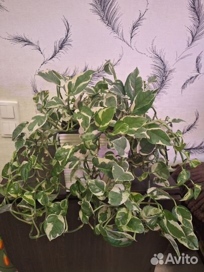 Эпипремнум N'joy