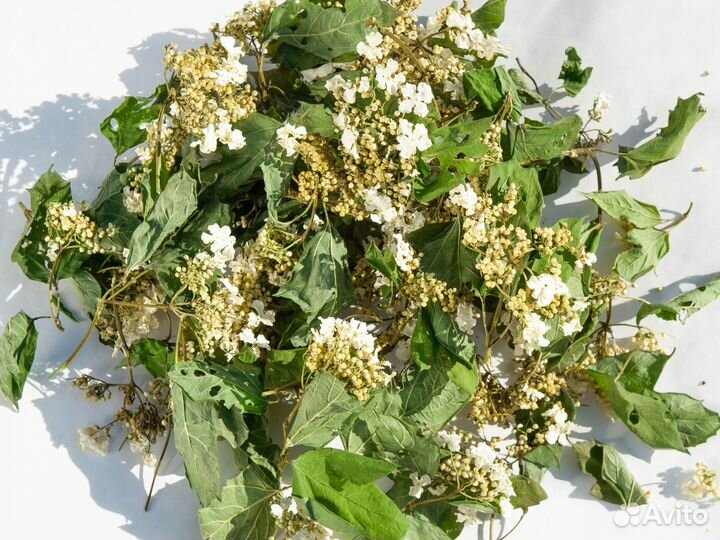 Цветки калины с прилистниками, сушёный, 50г