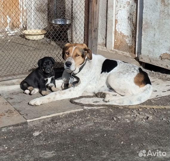 Отдам щенка в добрые руки