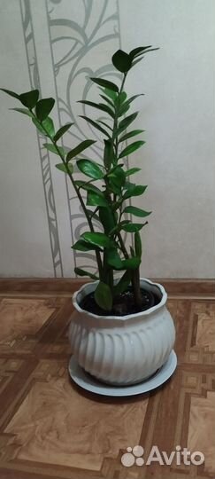 Замиокулькас