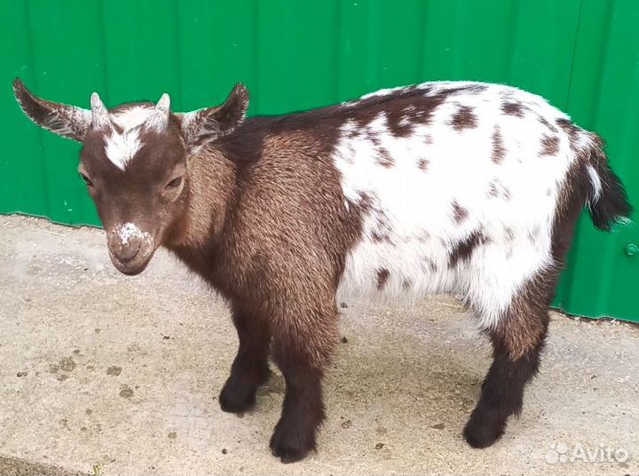 Карликовые камеруно-нигерийские козлята