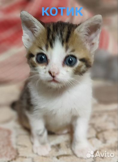 Котята подкидыши в добрые руки