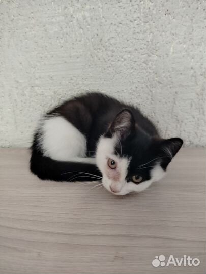 Котенок мальчик ласковый бесплатно