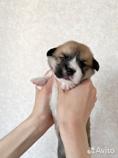 Щенки корги