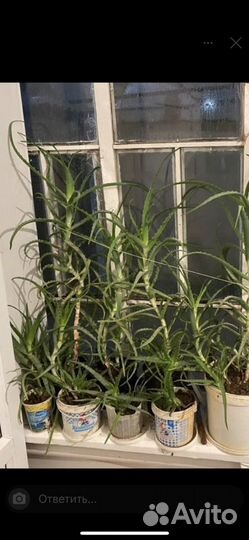 Алоэ, Хасавюрт