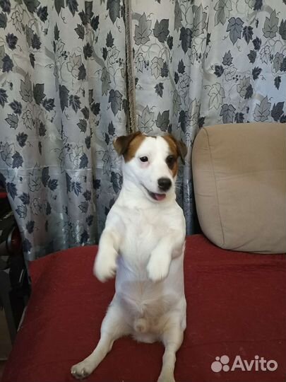 Вязка джек Рассел терьер