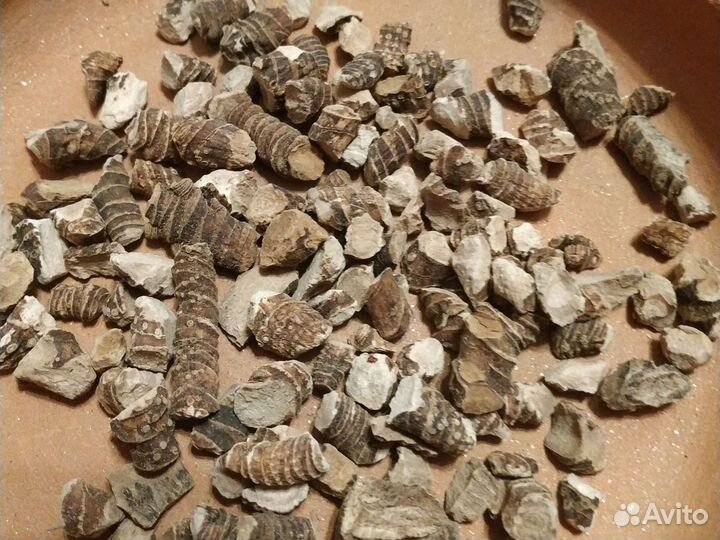 Корень одуванчика, аира, сабельника, пырея, лопуха