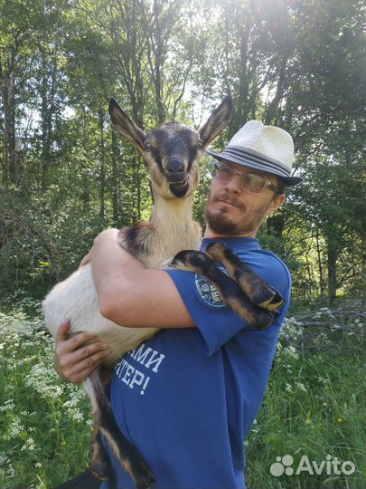 Альпийские козочки ч/п, 75% adga